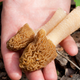 Illustration for article titled More Mushroom Than You Can Handle: You Simply Don’t Have The Endurance To Make It Through This List Of 8 Mushrooms